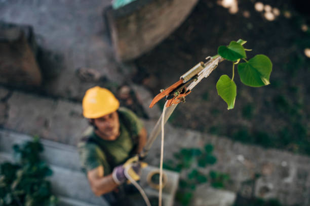 Best Stump Grinding and Removal  in Atherton, CA